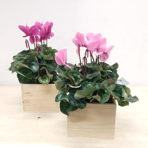 Planta cyclamen