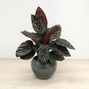 Planta maranta 