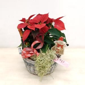 Centre de plantes amb poinsettia i cava