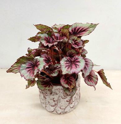 Planta Begonia rex